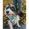 Leaf Me Alone • Harness