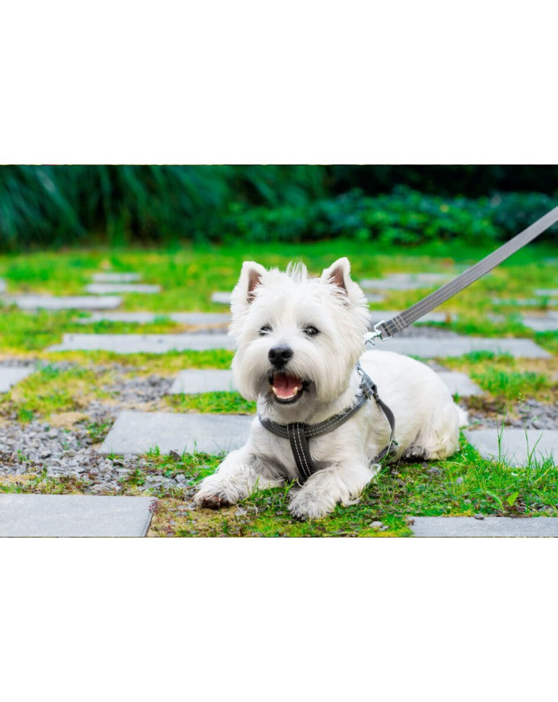Dog Harness Active Blue