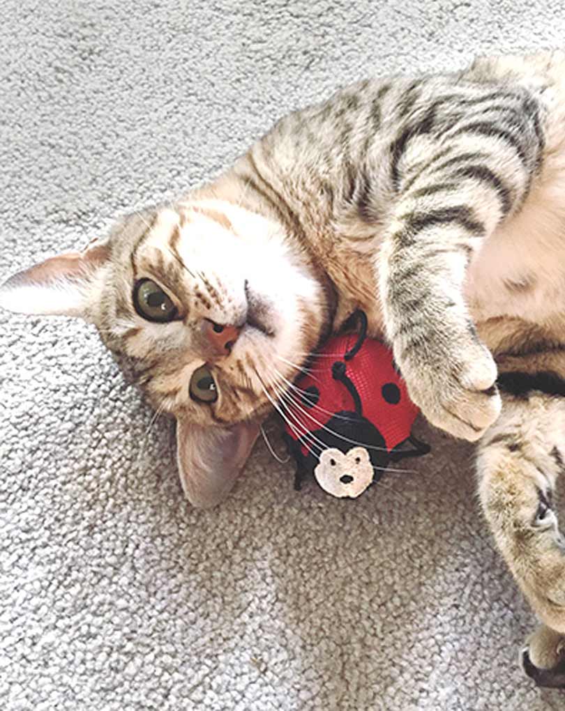 Catnip Wand Butterfly Toy