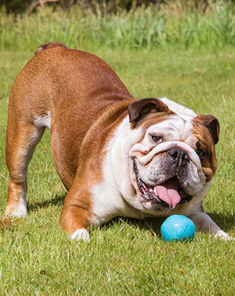 Treat Ball