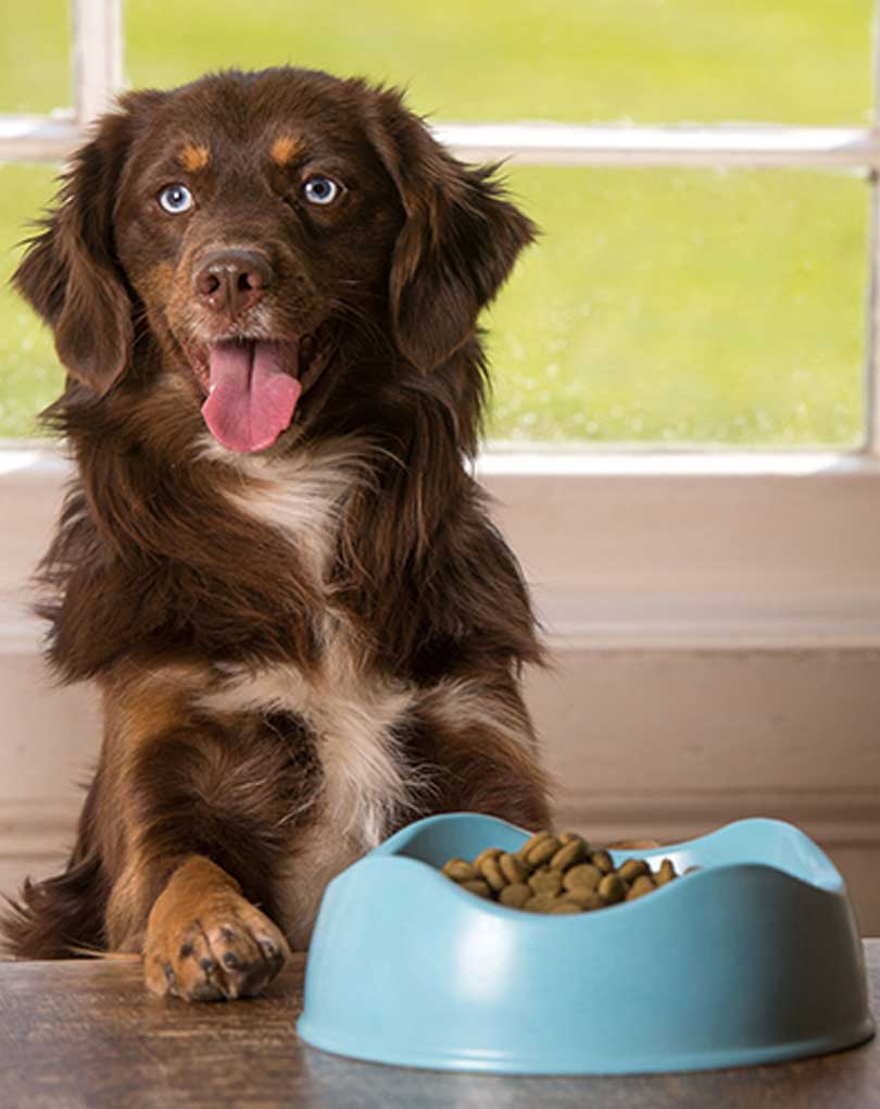 Bamboo Dog Bowl Blue