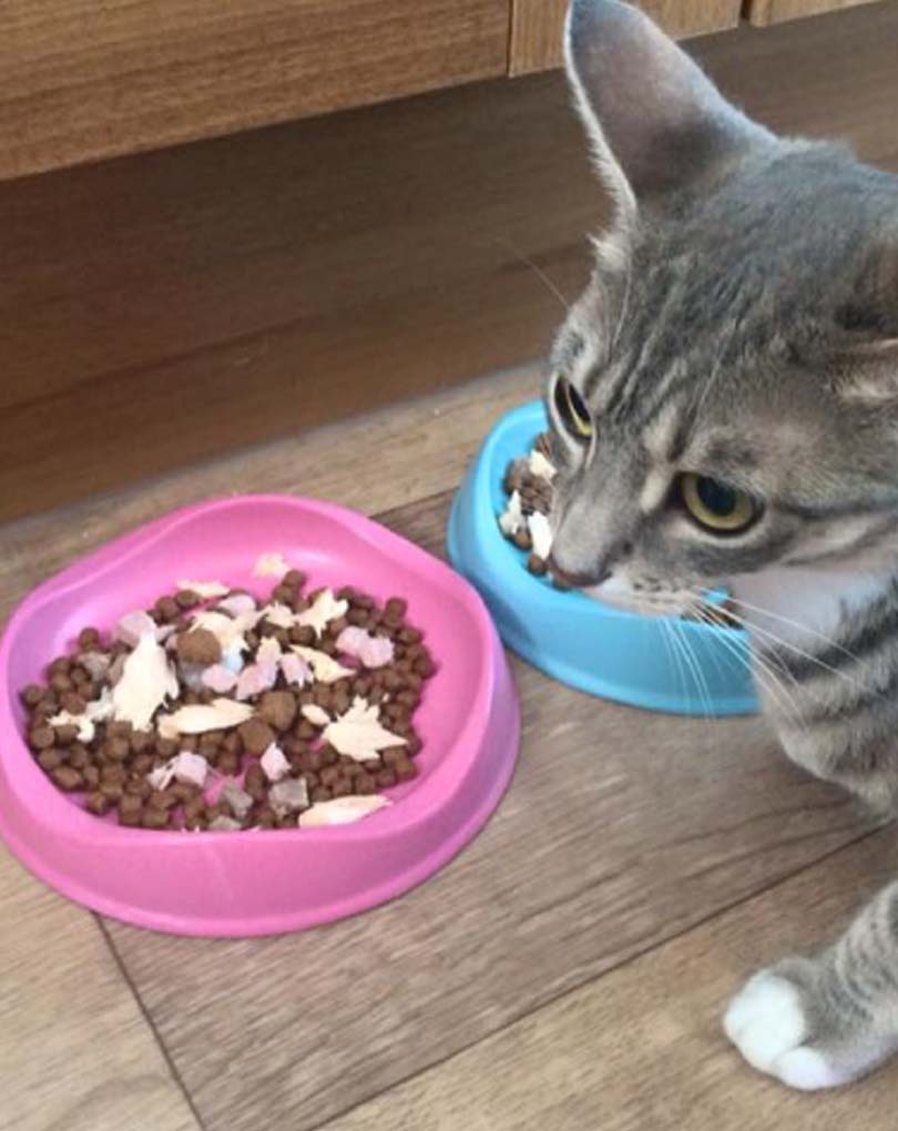 Bamboo Cat Bowl Pink