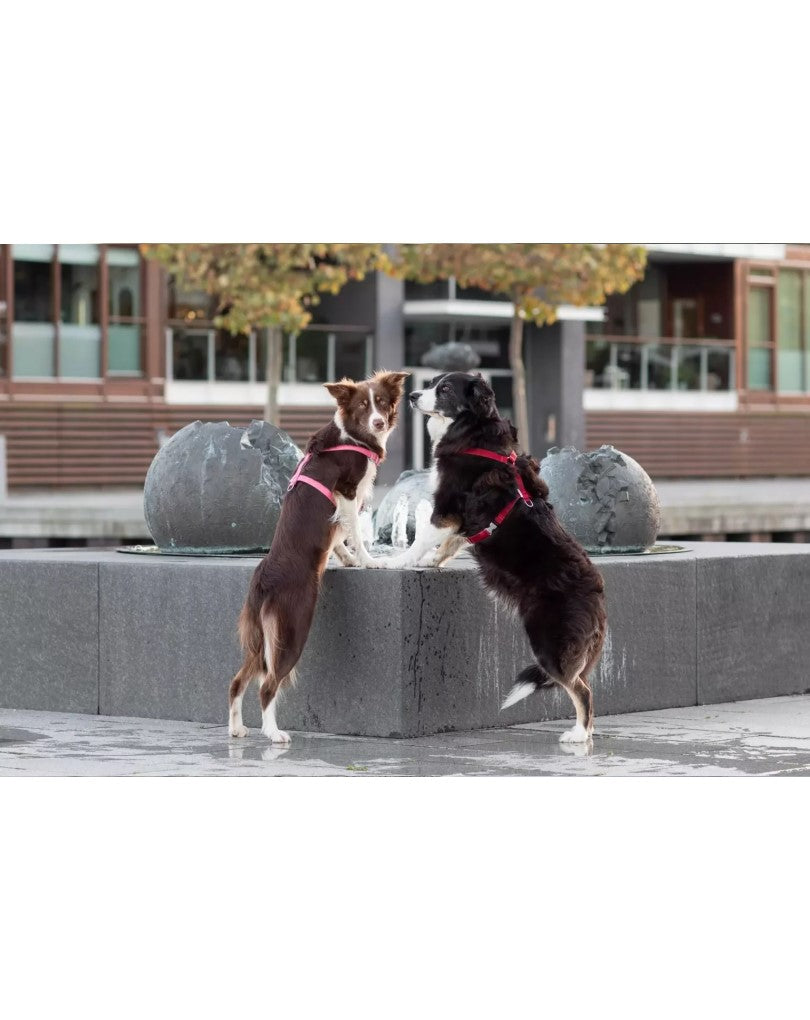 Dog Harness BLOOM Red