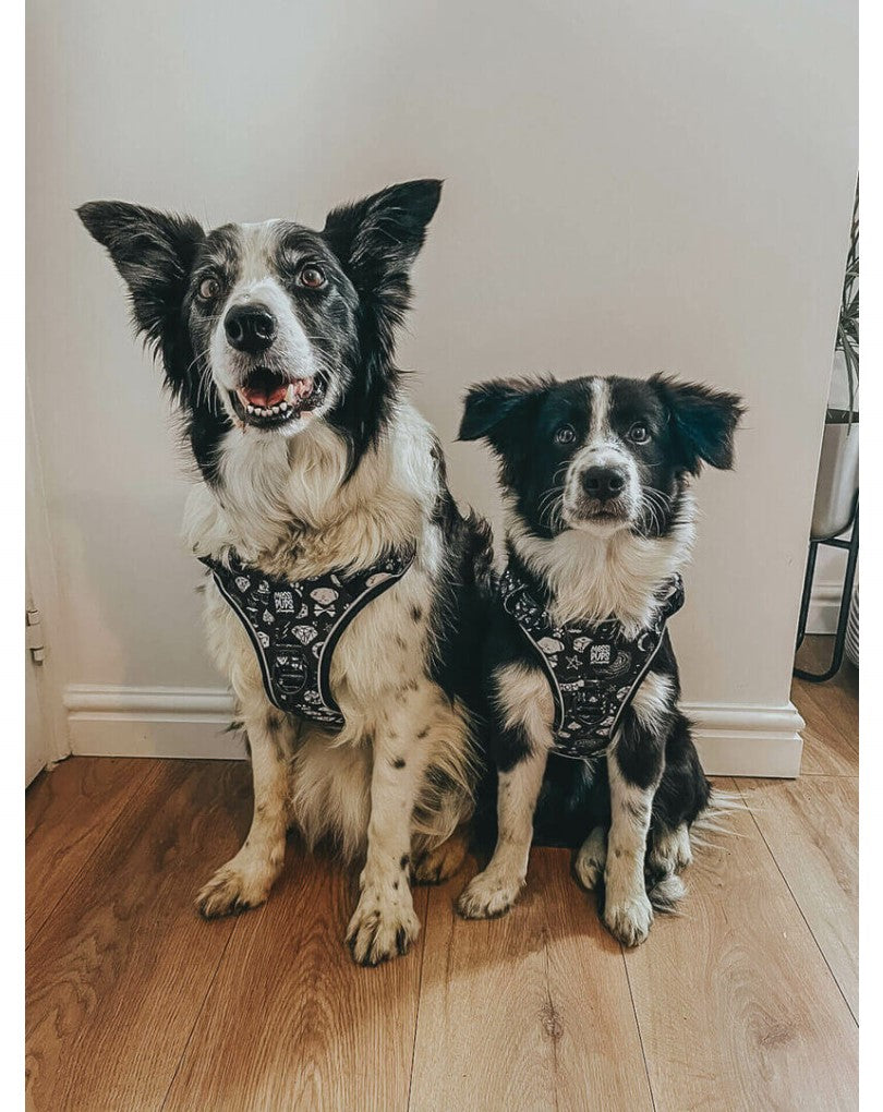 Bad To The Bone-io • Ruff ‘n Ready Harness