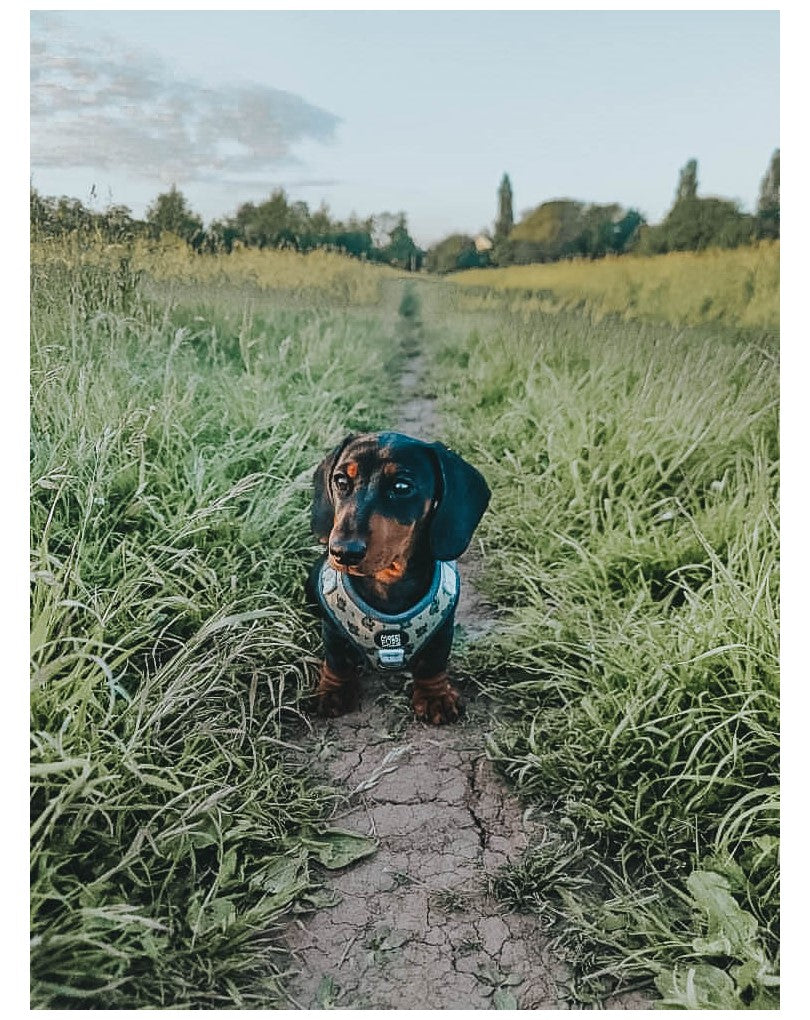 Eat. Sleep. Sloth. Repeat. • Harness