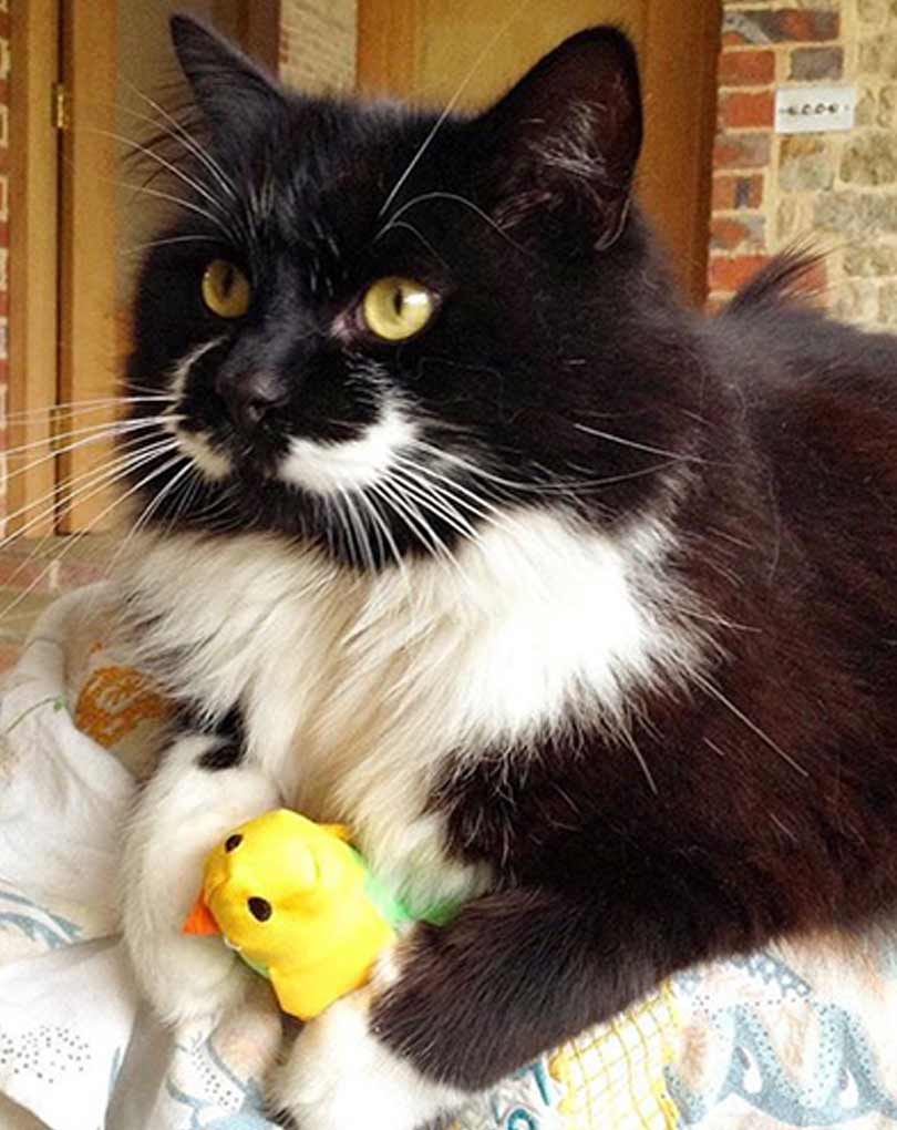 Catnip Budgie Toy