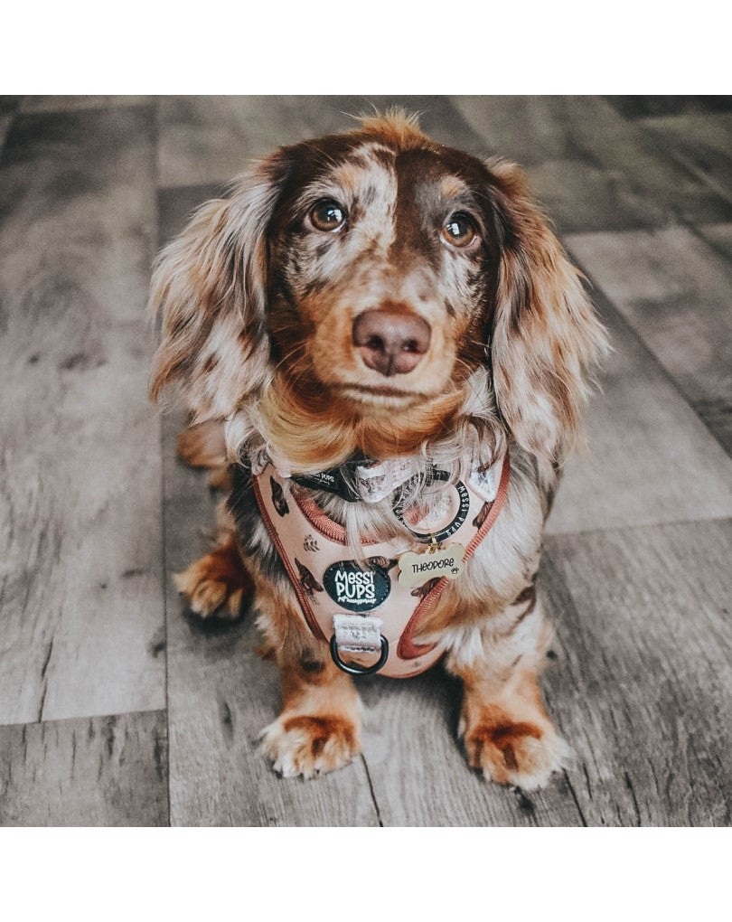 Hairy Coo-ture • Harness
