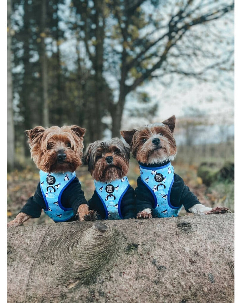 Up To Snow Good • Harness