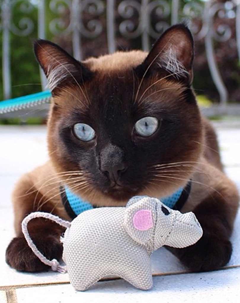 Catnip Mouse Toy