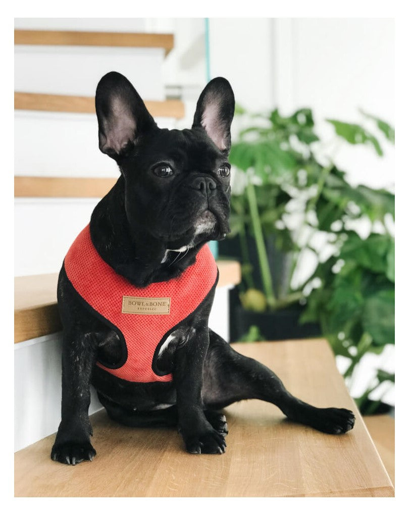 Dog Harness Candy Pink