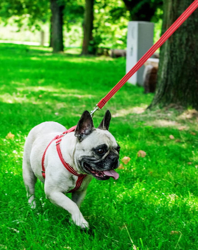 Dog Harness Active Red